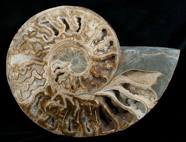 Beautiful Choffaticeras Ammonite - Half #5216